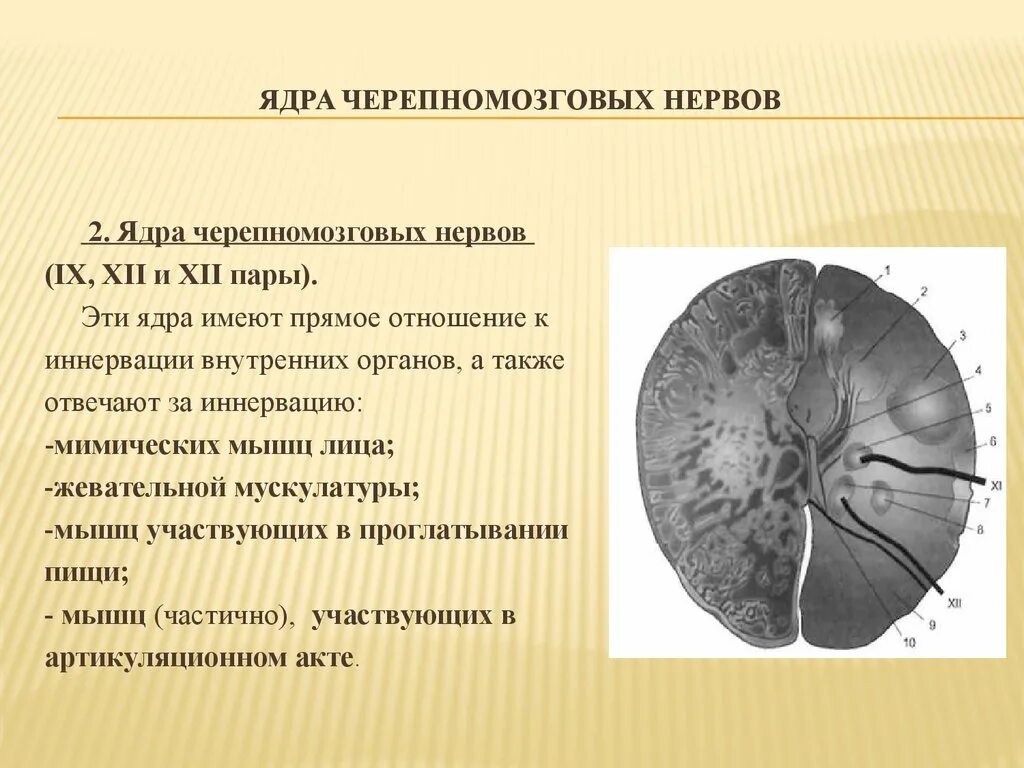 Ядра черепномозговых нервов. Черепно мозговые ядра. Ядро одиночного пути черепно мозговые нервы. 5 Пара черепно мозгового нерва ядра. Какие ядра в черепных нервах