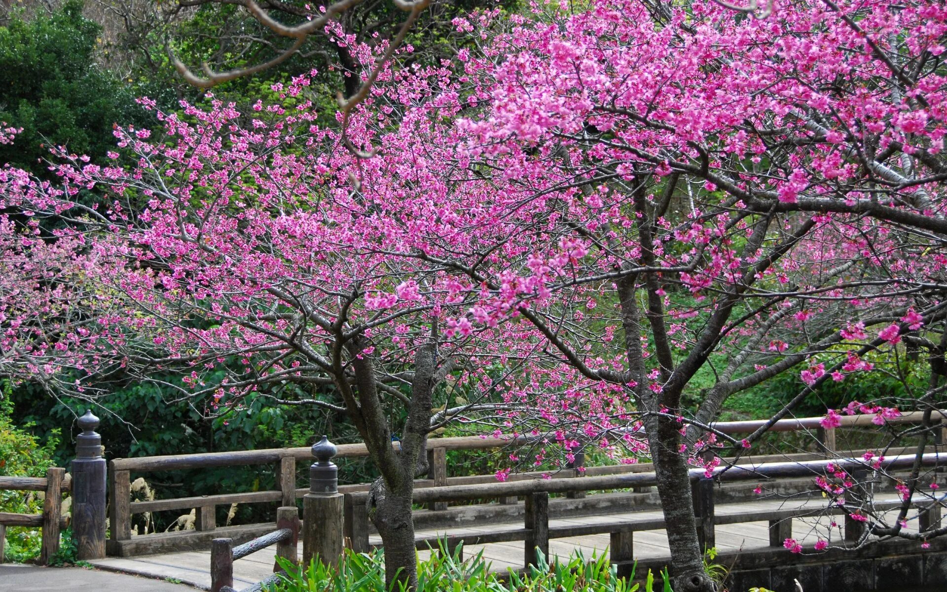 Японская слива цветение. Акация Сакура. Цветение Сакуры в Японии сады. Сакура цветение растения. Цвет розовая сакура
