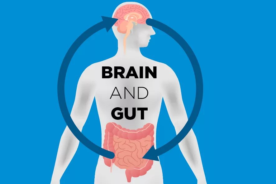 Brain sent. Gut Brain Axis. Gut Brain connection смешные картинки. Your gut in the Brain.