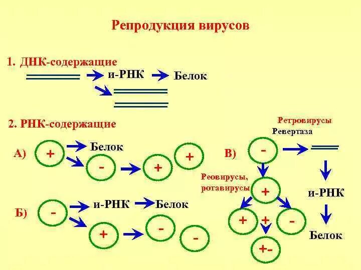Вирусный транскрипция. Этапы репродукции ДНК- И РНК-содержащих вирусов.. Этапы репродукции ДНК вирусов. Репликативный цикл развития РНК-содержащих вирусов.. Особенности репродукции РНК вирусов.