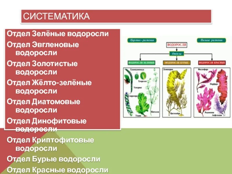 Какие признаки в основе систематики водорослей. Схема систематика растений водоросли. отдел зеленые водоросли систематика. классификация водорослей схема. систематика водорослей 7 класс.
