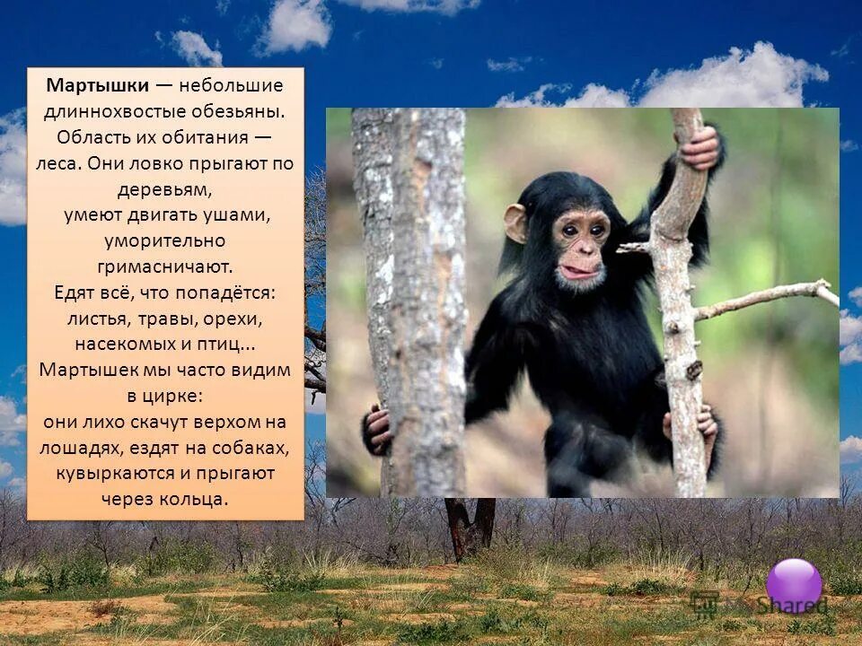 Информация о шимпанзе. Обезьяна для детей. Сообщение о обезьяне. Статья про обезьян. Статья об обезьянах в энциклопедии 3