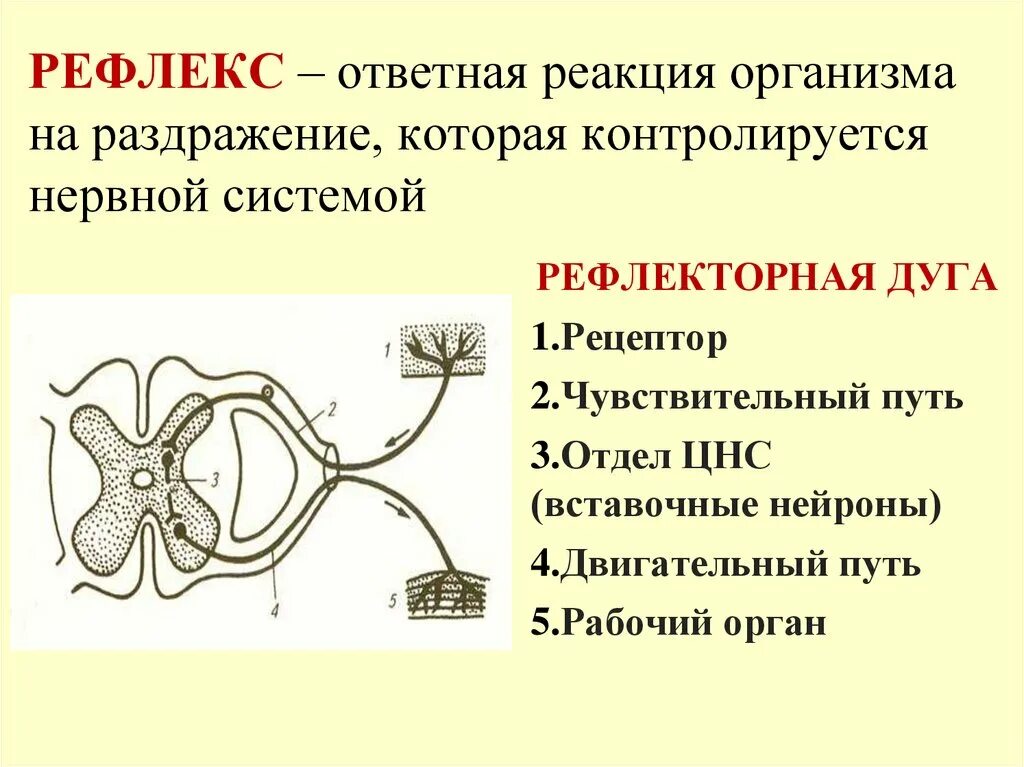 Ответная реакция организма на раздражитель