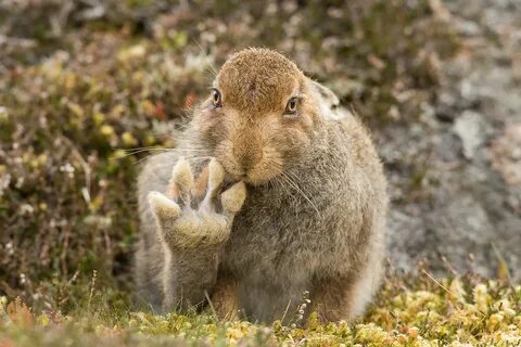 Смешные картинки про животных