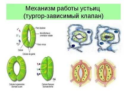 Роль устьиц в жизни растений
