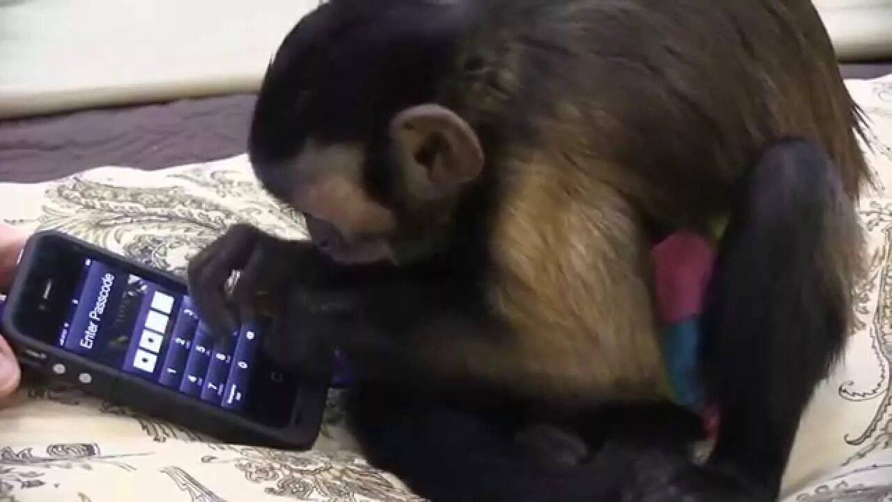 Monkey iphone remix. Обезьяна со смартфоном. Мартышка с айфоном. Обезьяна с iphone. Обезьяна с айфоном в руках.
