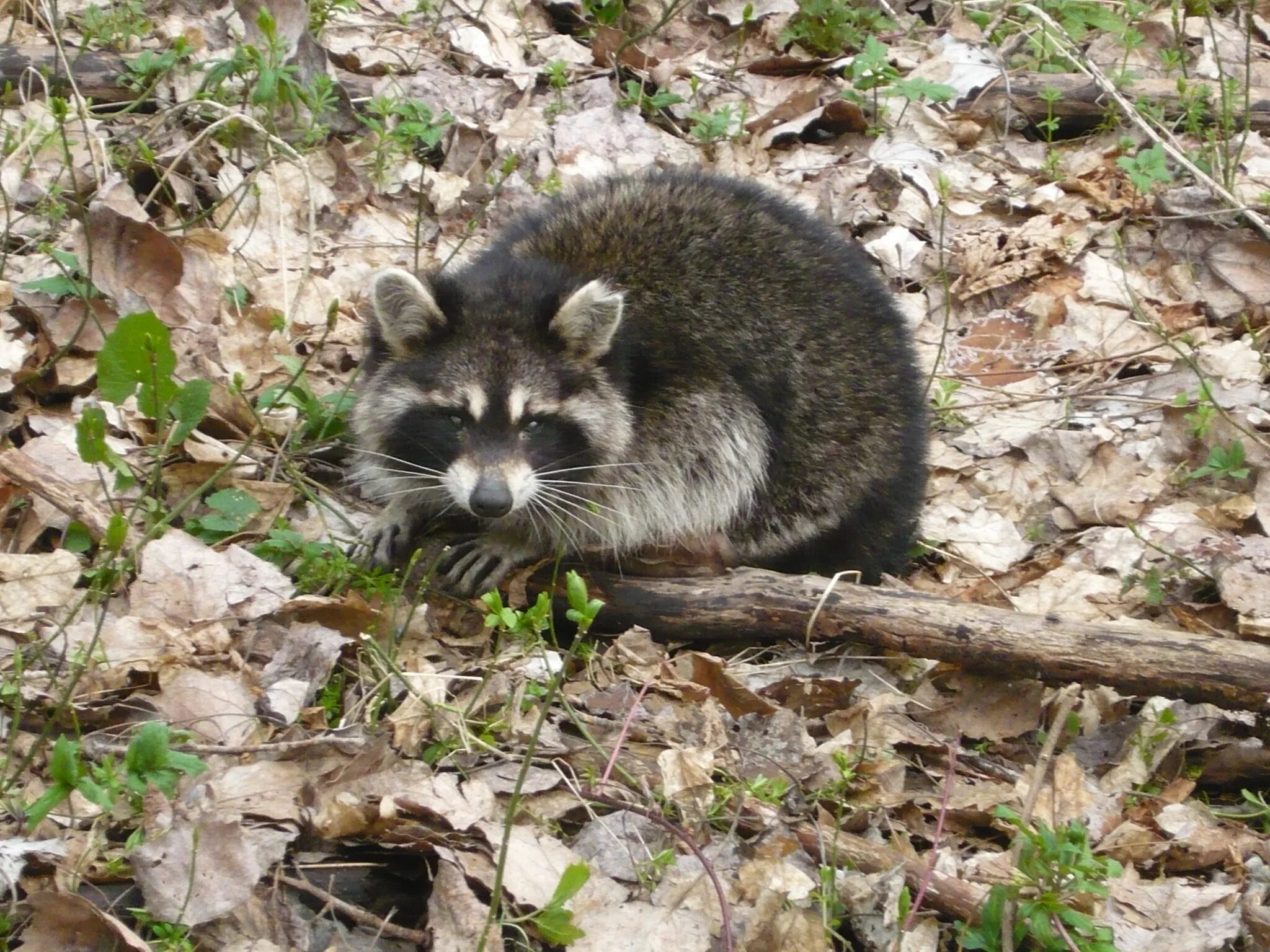 Нора енота. Впадают ли еноты в спячку. Барсук с енотом в норе. Енот впадает в спячку. Енот впадает в спячку.