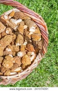 Collecting mushrooms