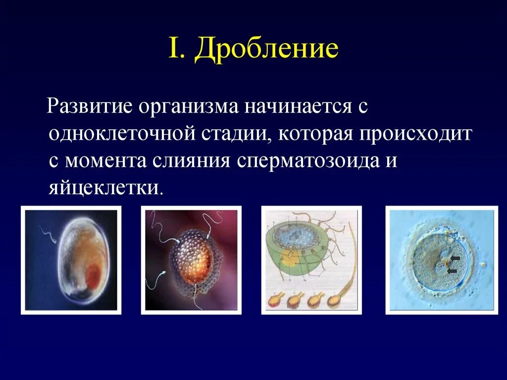 Индивидуальное развитие организма. Индивидуальное развитие организма онтогенез. Онтогенез эмбриональный период развития. Индивидуальное развитие организмов. Эмбриональный период развития..