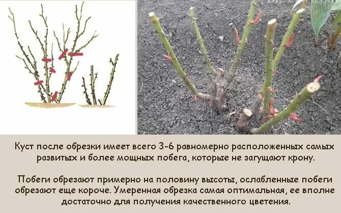 Основные правила обрезки роз на зиму: как подготовить кусты к зимовке?