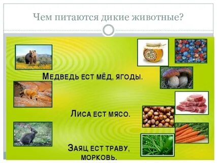 Чем питаются животные покажи