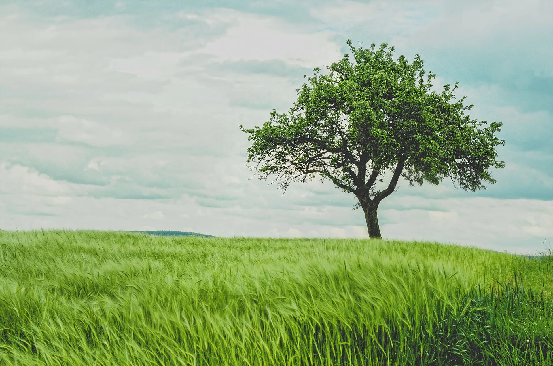 Трава деревья. Дерево зеленое. Фон дерево. Дерево на фоне неба. The nature is also