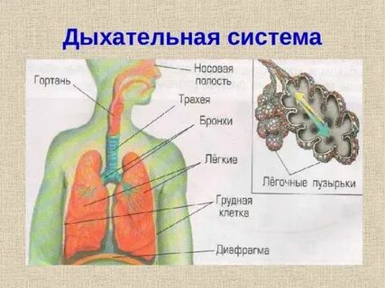 Дыхательная система 4 класс 21 век презентация