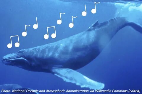 Whale song