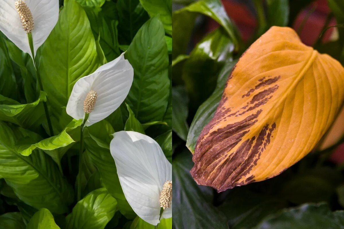 Белокрыльник спатифиллум. Спатифиллум геликониелистный. Спатифиллум floribundum. Сухой спатифиллум