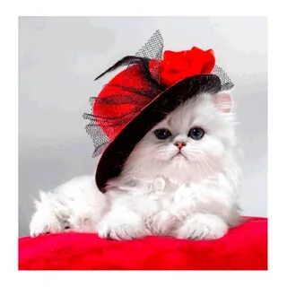 Котенок с бантиком