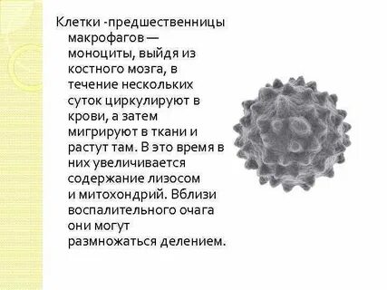 Клетка дифференцирующаяся в макрофаг