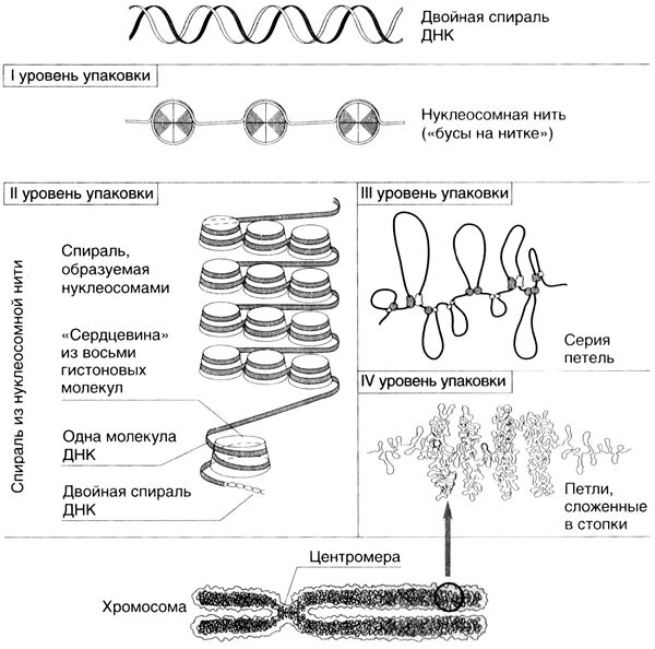 Уровни структурной организации ДНК. Структурные уровни организации ДНК И РНК. Хроматин.. Нуклеомерный уровень упаковки ДНК. Уровни организации молекулы ДНК. Схема компактизации наследственного материала клетки
