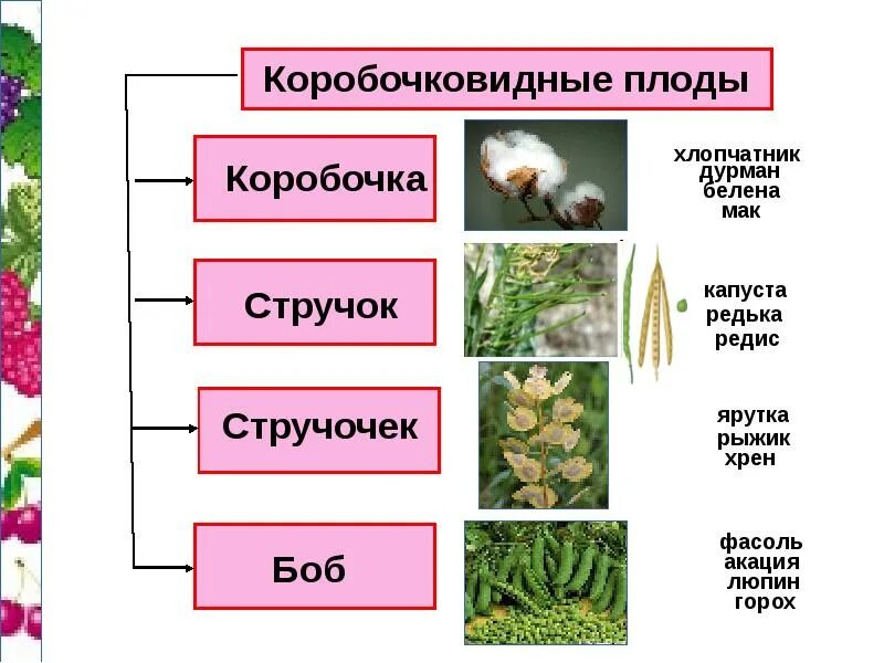 Растения имеющие плода