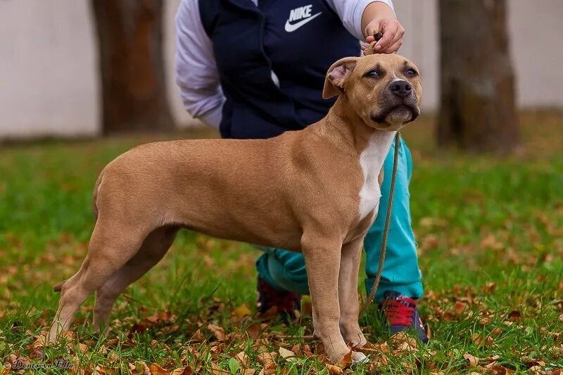 американскийстафоршиский терьер. стаффорда ланнистера. стаффордширский терьер амстафф. стаффордширский терьер самара. ам стаффордширский терьер.