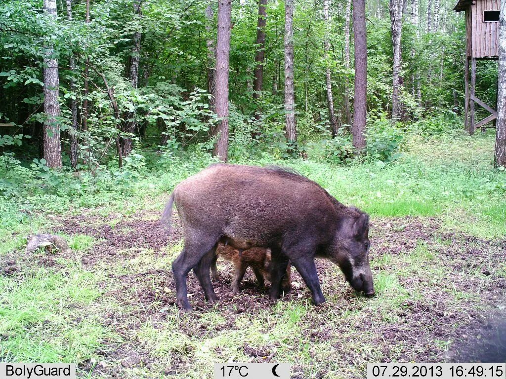 Калужские засеки бурый медведь. Ареал кабана. Дикие кабаны и пожары фото с названиями. Кабан орел. Охотхозяйство зубр.