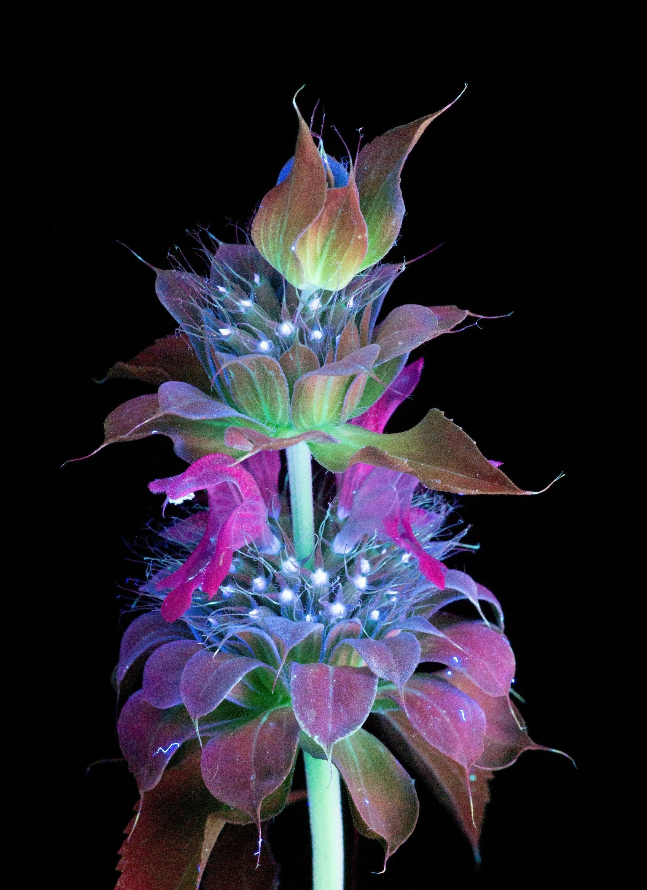 Невероятные цветы. Цветы в ультрафиолете Крейг Берроуз. Крейг Берроуз. Крейг Берроуз цветы. Необычные цветы.