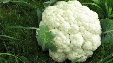 Цветная капуста сорт гарантия