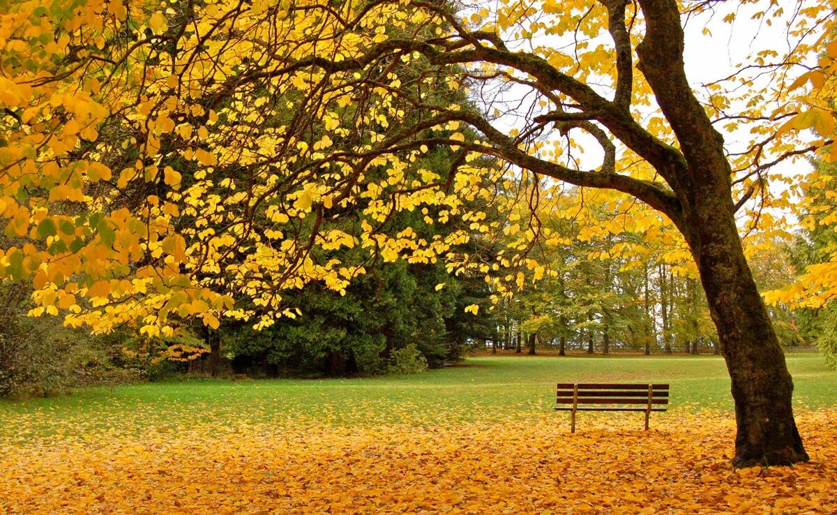 Кленовая аллея санкт-петербург. Осень в лондоне. Кленовый парк в кишинёве. Золотая осень кленовая аллея. Кленовые рощи в канаде.