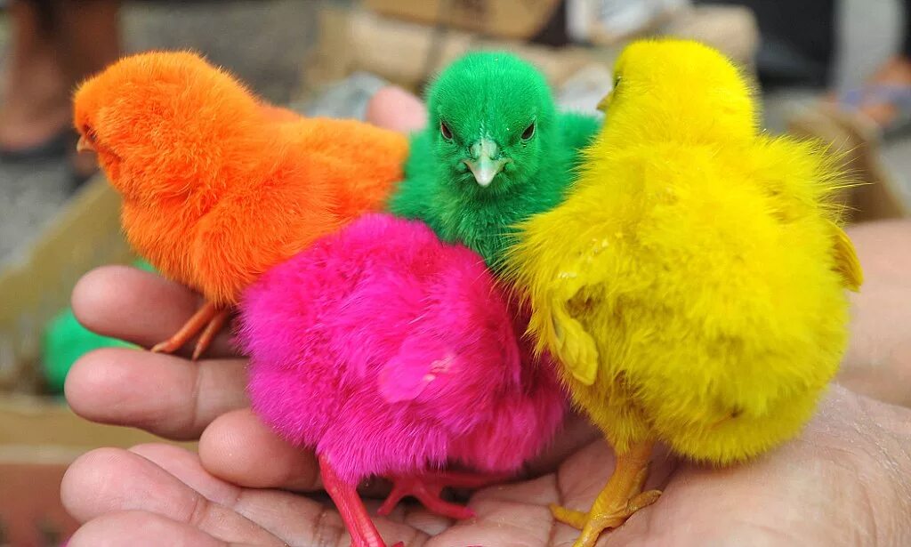 крашеные цыплята. крашеные цыплята. каких цветов бывают куры. каких цветов бывают куры. разноцветные цыплята.