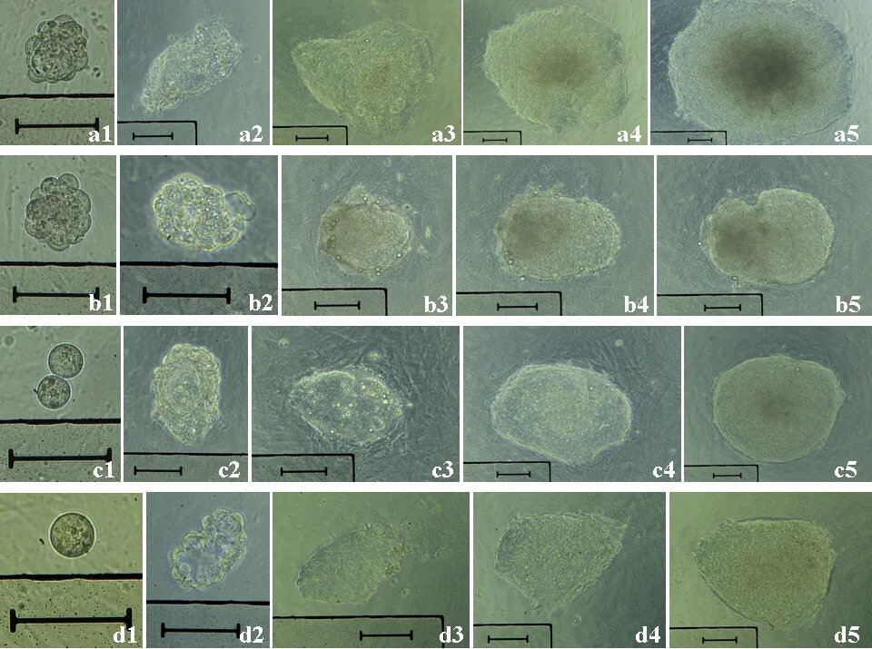 Mice cells