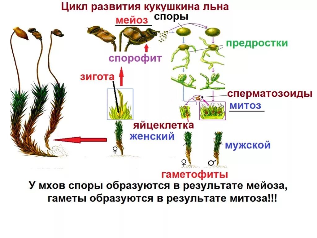 Цикл размножения кукушкина льна. Жизненный цикл Кукушкина льна схема. Кукушкин лен жизненный цикл. Цикл развития мха Кукушкин лен 6 класс. Жизненный цикл мха Кукушкин лен схема.