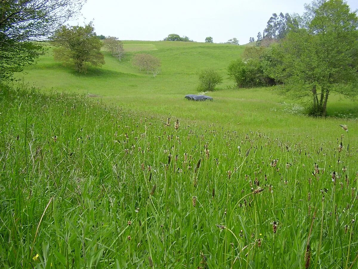Grasslands are known by