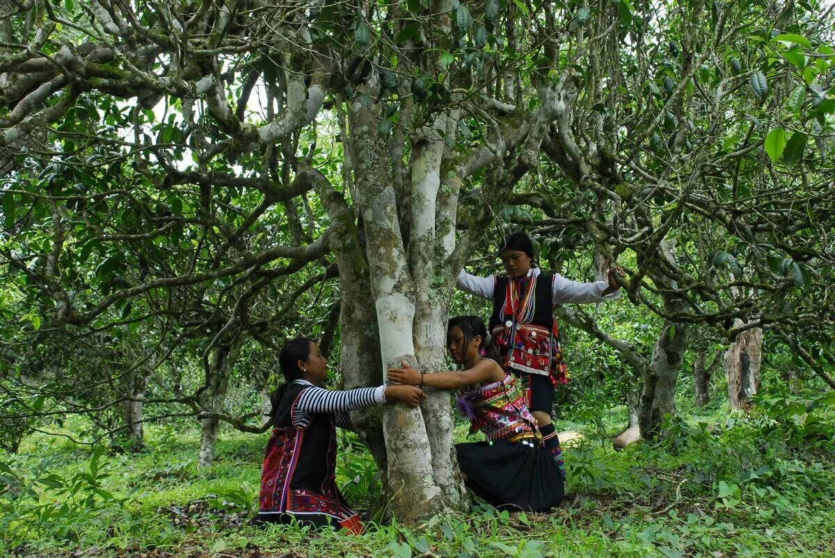 Шри ланка чайные плантации. Шри ланка природа чайная плантация. Плантации камелия китайская китай. Китайское чайное дерево. Австралийское чайное дерево.