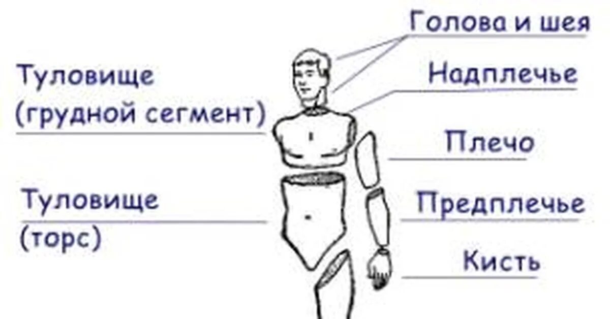 Какие части тела у человека. Плечо и предплечье. Части тела человека. Части тела человека названия. Части тела предплечье.
