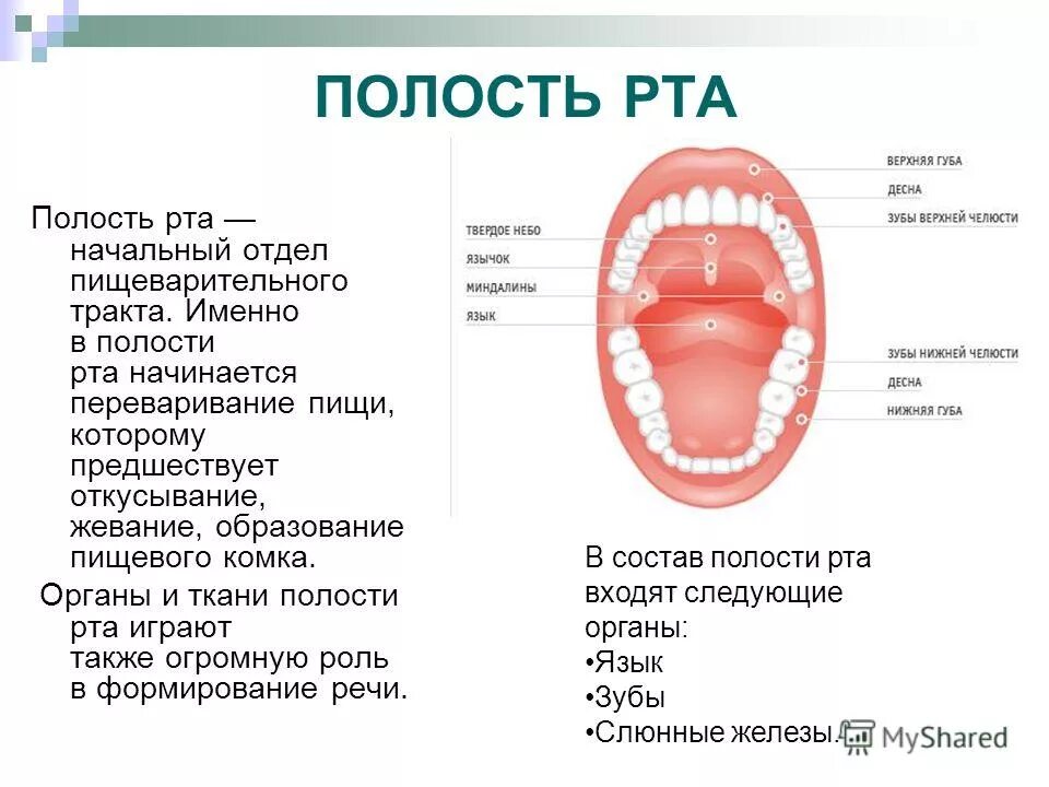 Кислоты полости рта