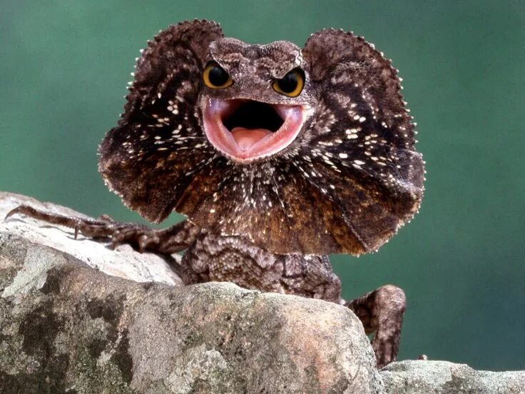 i?id=a6258f3b8c81bd5e95c3e6f12acfe5da_l-