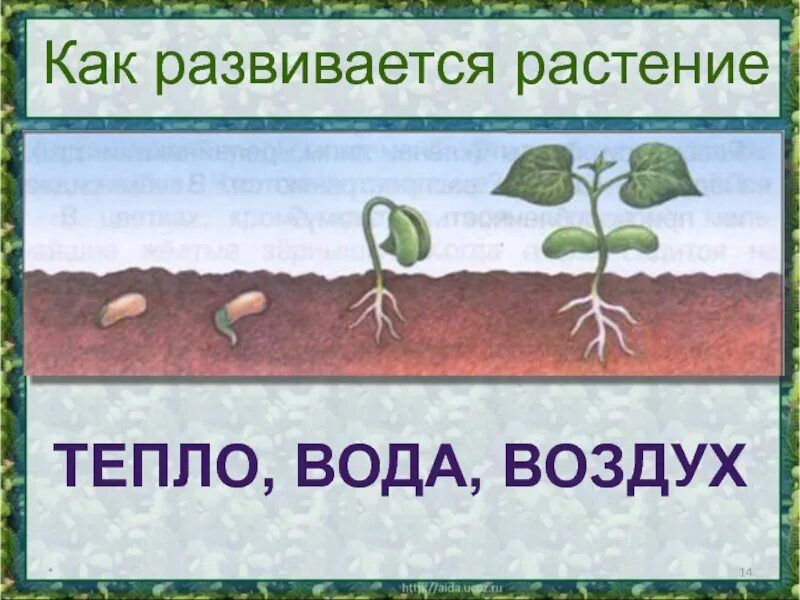 Размножение и развитие растений. Как развивается растение. Рост развитие и размножение растений. Развитие растений 3 класс.
