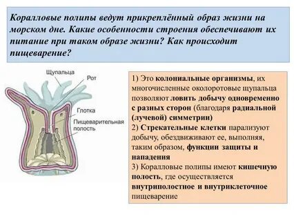 4 типа полипов
