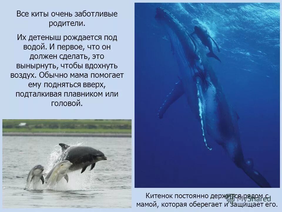 Как общаются китообразные. Как кормят киты своих детенышей. Китообразные количество детёнышей. Молочные железы дельфина. Блювал (голубой или синий кит).