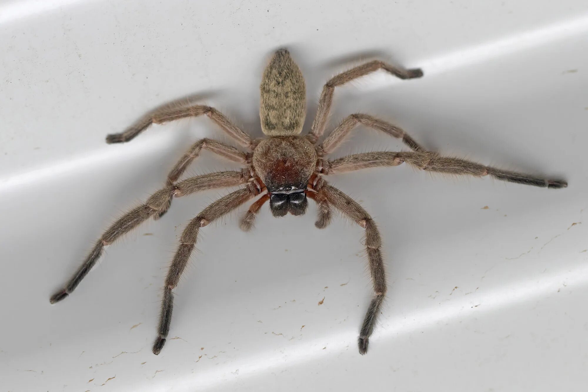 Huntsman spider. Паук хантсмен австралии. паук охотник хантсмен. паук-егерь (huntsman spider). паук хантсмен ядовитый.