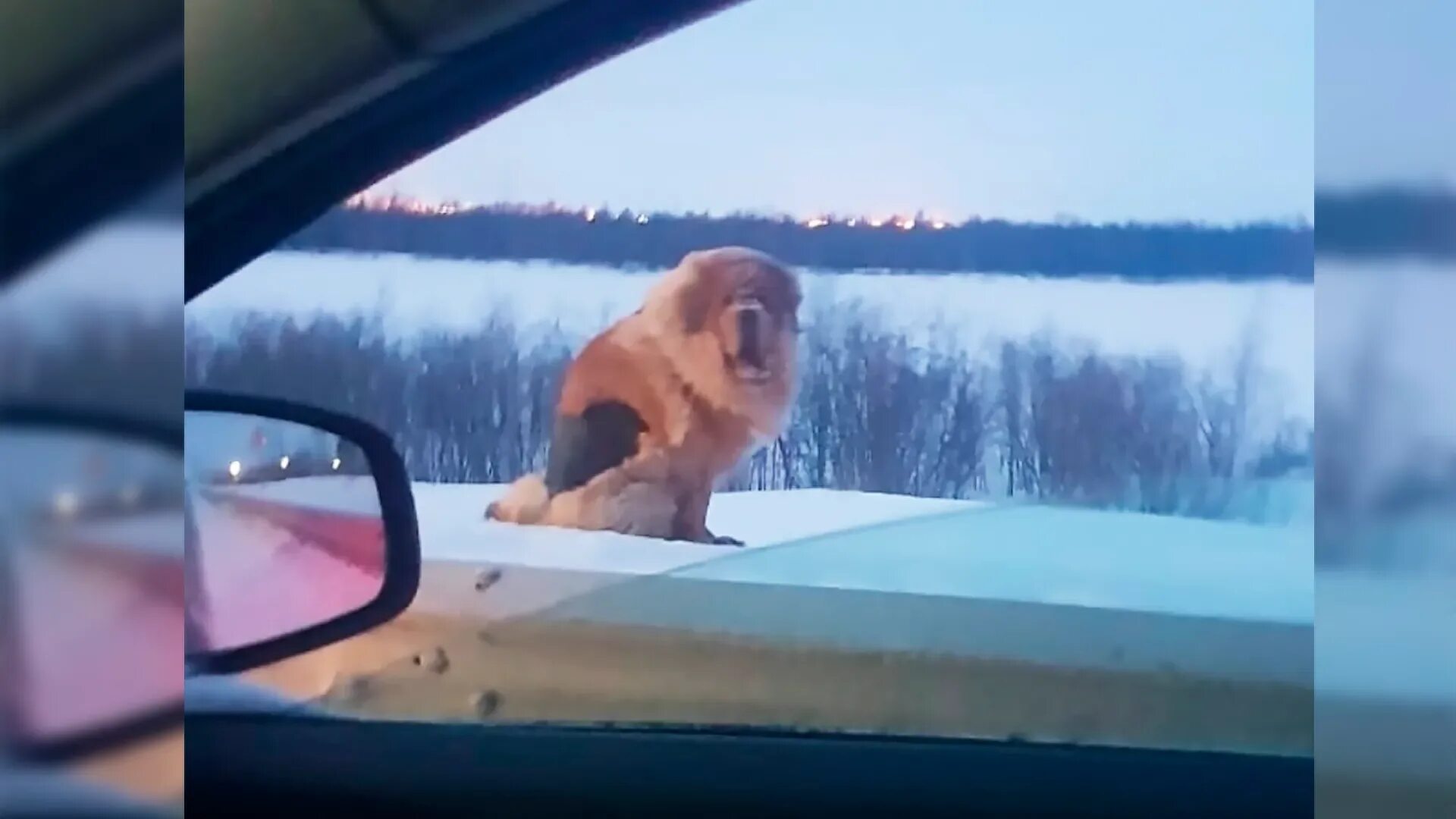 Бездомные собаки в забайкальском крае. Новоуренгойский приют домашних животных. Новый уренгой девочка собаки. Бездомные собаки забайкалье. Мастиф машина.