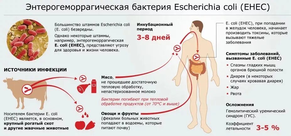 После попадания в организм. Эшерихия коли пути передачи. Пути передачи эшерихии коли. Эшерихии коли заболевания. Эшерихиоз пути заражения.