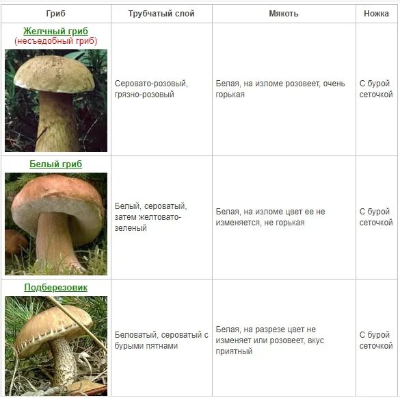 Белый гриб признаки. Ложный Боровик двойник белого гриба. Ложный Боровик, желчный гриб. Как отличить настоящий белый гриб от ложного. Ложный белый гриб описание отличия.