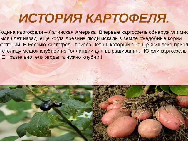 Где появилась картошка