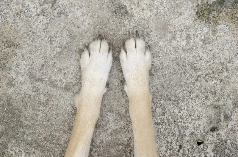 Собачьи ноги на ламинате. Feet dog