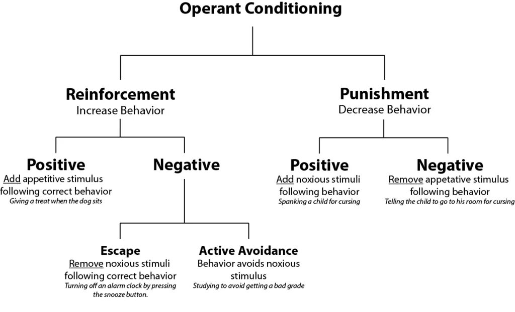 Being and behaviour. Operant conditioning. negative reinforcement. behaviorism reinforcement.. positive and negative reinforcement.