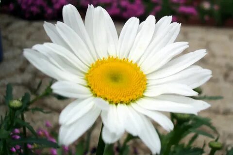 Daisy blooms