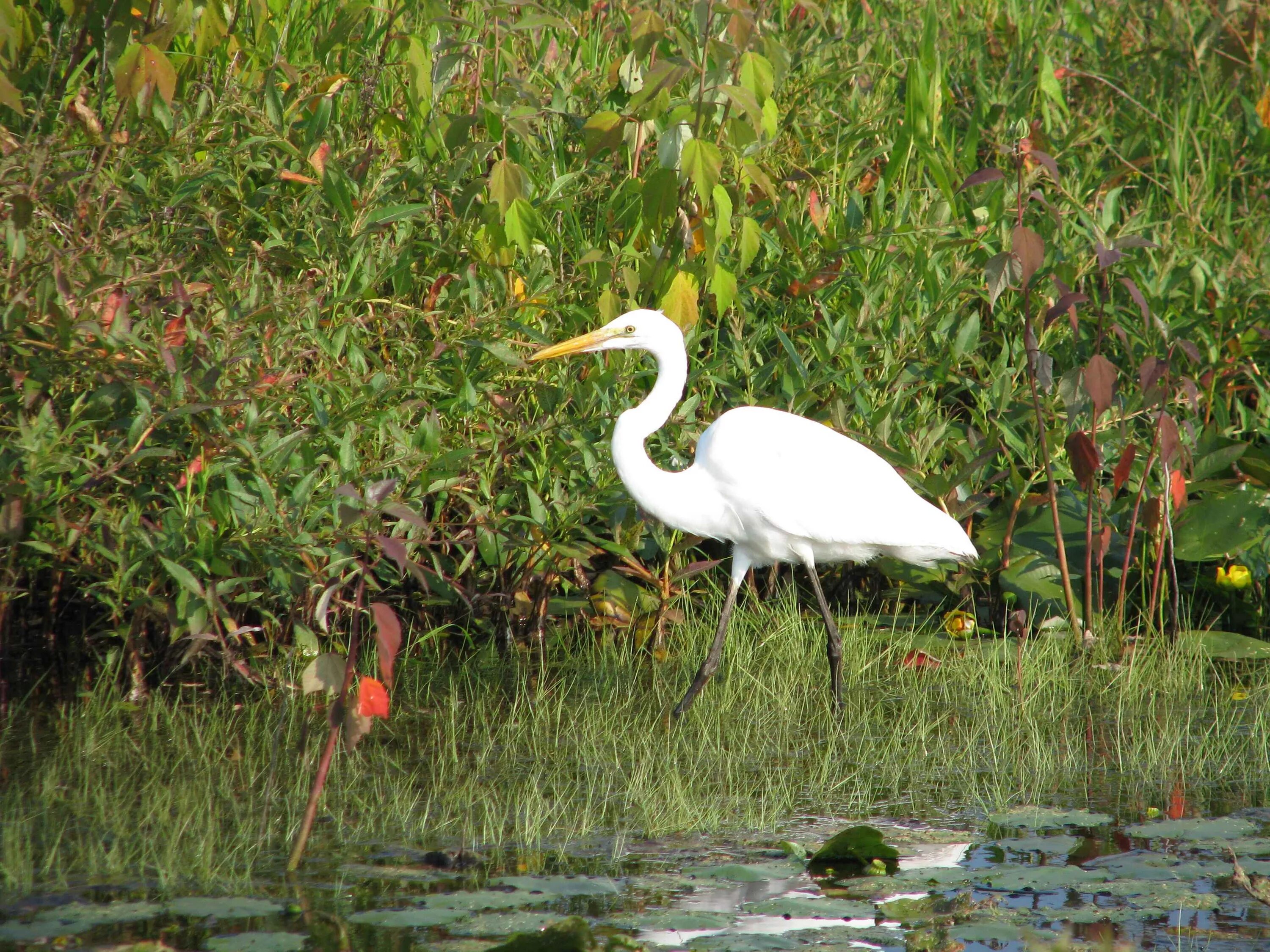 Белоснежных белых цапель. Птицы в павловске спб. Белая цапля красная книга. Храм белых цапель из какого сборника сказок. Белая цапля флорида.