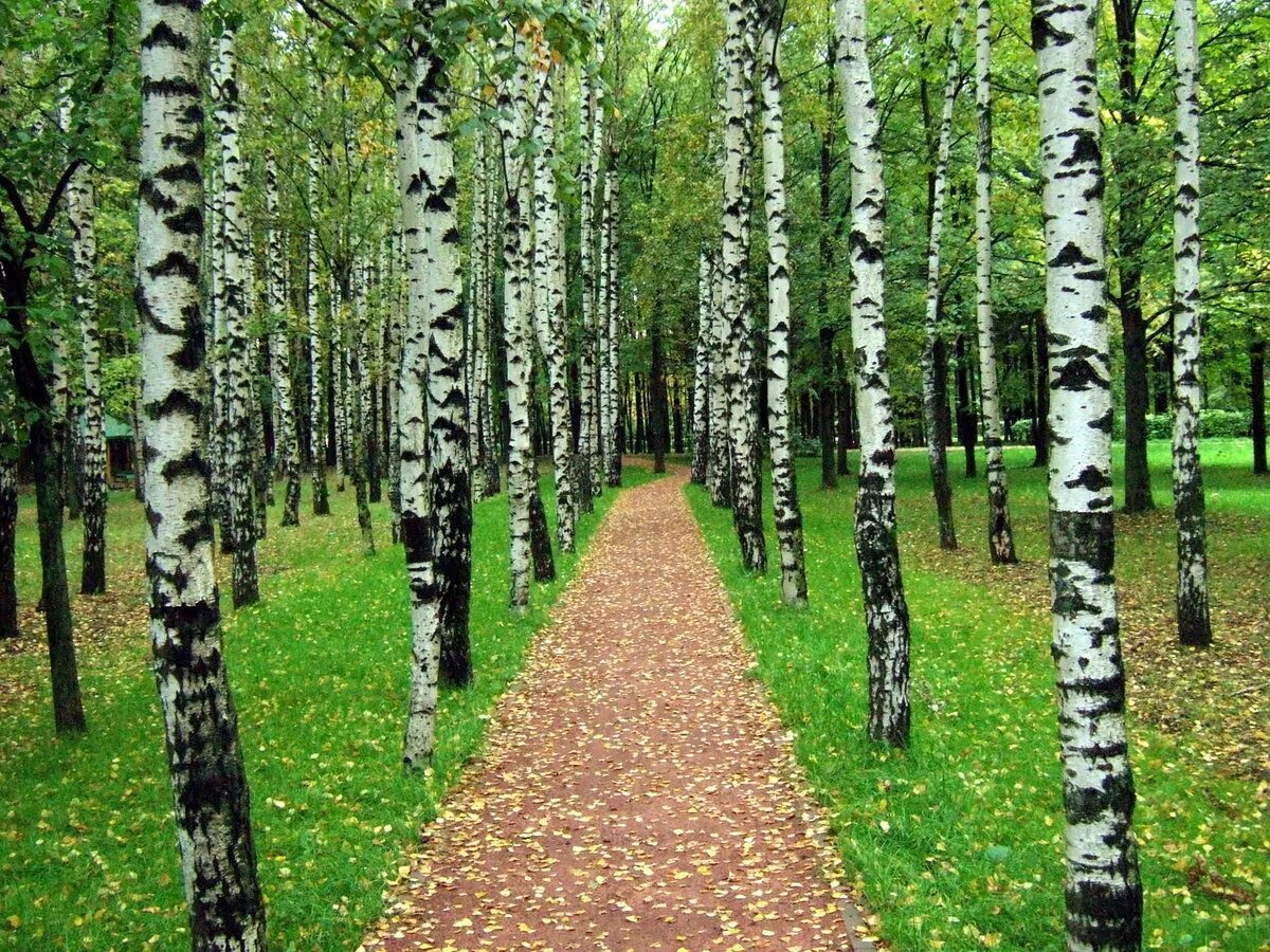 Парк березовая роща. Фотообои березы. Парк "берёзовая роща" м. Саракташ березовая роща. Березовая роща измайлово.
