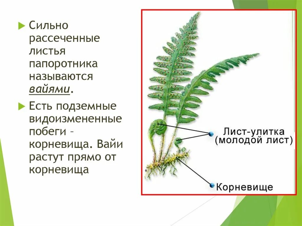 Признаки папоротников хвощей плаунов. Плауны хвощи папоротники. Плауны хвощи папоротники 6 класс. Плауны хвощи папоротники таблица. Папоротники хвощи плауны презентация.